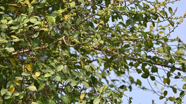 Streblus asper tree flowers. It&nbsp;is a species of&nbsp;flowering plant&nbsp;in the family&nbsp;Moraceae. This tree common names&nbsp;Siamese rough bush,&nbsp;khoi tree,&nbsp;serut tree, and&nbsp;toothbrush tree. Flowering tree.
