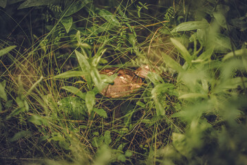 The mushroom grows in a dark forest