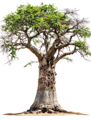 Ancient baobab tree with thick trunk isolated on transparent background