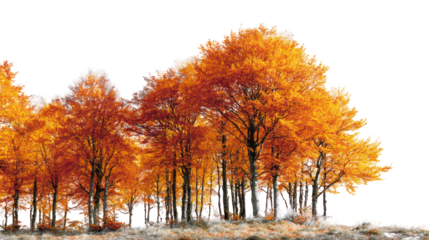 Vibrant autumn aspen trees with golden orange foliage isolated on transparent background