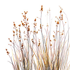 Autumn Moor Grass Sesleria autumnalis isolated on transparent background