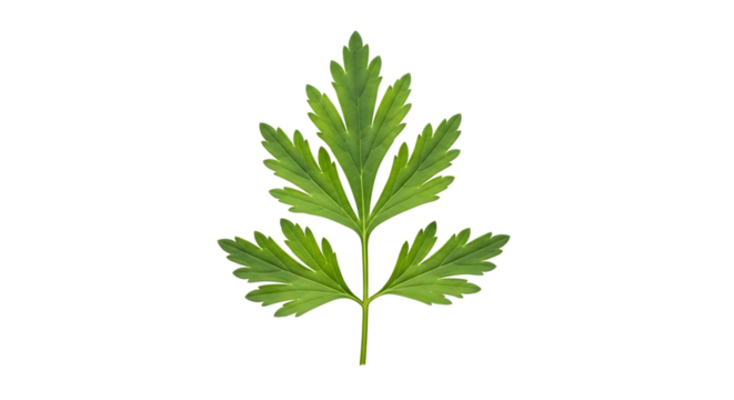 Bright green parsley leaf with serrated edges and visible veins, isolated on a transparent background, cutout, PNG