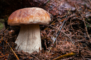 White mushroom in a mountain forest. Wet forest with mushrooms.