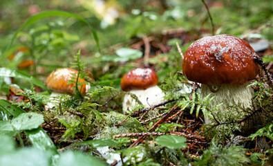 White mushroom in a mountain forest. Wet forest with mushrooms.