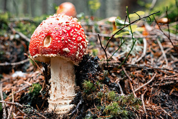 The poisonous red fly agaric Amanita muscaria is a hallucinogenic mushroom that grows in the forest.