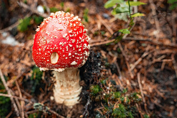 The poisonous red fly agaric Amanita muscaria is a hallucinogenic mushroom that grows in the forest.