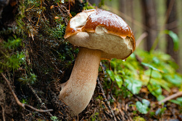White mushroom in a mountain forest. Wet forest with mushrooms.