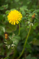 Yellow dandelion flowers in a green grass meadow
