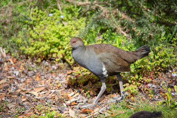 Outdoor view of a wild Tasmanian nativehen (Tribonyx mortierii)