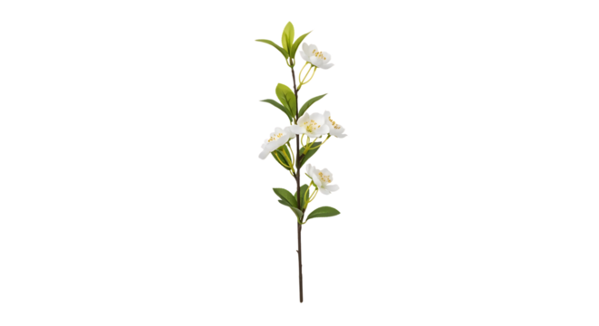 Delicate white jasmine flowers with green leaves on a thin stem, isolated on a transparent background, cutout, PNG