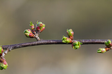 Cherry tree buds emerging in spring showcasing fresh green growth and hints of pink capturing renewal and the beauty of nature in a tranquil setting