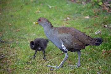 Outdoor view of a wild Tasmanian nativehen and baby chick(Tribonyx mortierii)