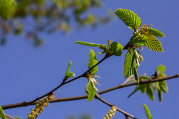 Bright Tussilago farfara blooms among fresh green leaves in a clear blue sky during early spring