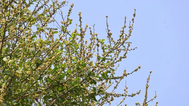 Streblus asper tree flowers. It&nbsp;is a species of&nbsp;flowering plant&nbsp;in the family&nbsp;Moraceae. This tree common names&nbsp;Siamese rough bush,&nbsp;khoi tree,&nbsp;serut tree, and&nbsp;toothbrush tree. Flowering tree.

