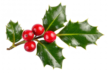 Christmas holly sprig with shiny red berries and three spiked green leaves, isolated on transparent background, clean festive photo