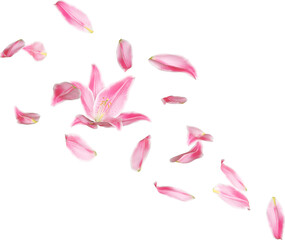 Falling Pink Lily Flowers © Arasigner