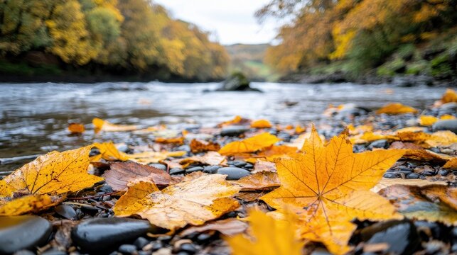 Close-up of fallen yellow and brown autumn leaves scattered on a rocky riverbank, with a blurred river and golden trees in the background under an overcast sky.