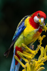 Australian parrot bird, the Eastern Rosella