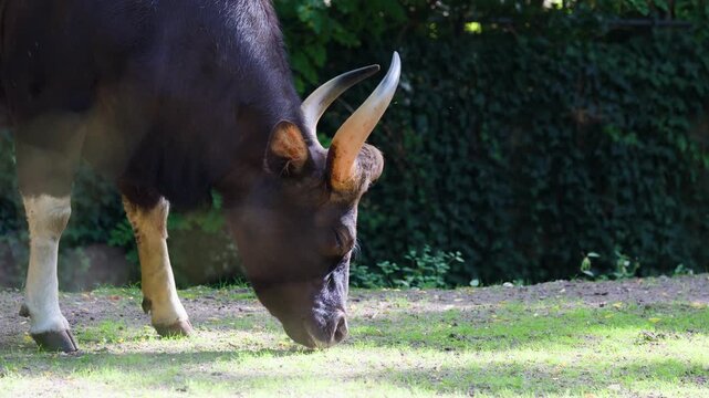 Gaur Grazing on Sunlit Grass in Natural Habitat