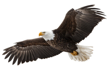 Fototapeta premium american bald eagle with brown feathers and white tips isolated on white or transparent png