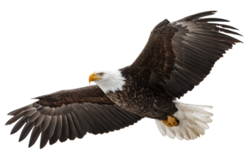 american bald eagle with brown feathers and white tips isolated on white or transparent png