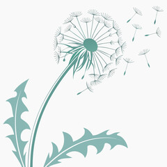 dandelion on blue background