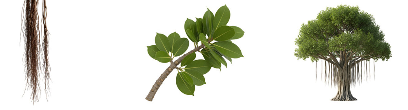 Three tree elements: hanging roots, branch with leaves, and a full tree with aerial roots, isolated on transparent background