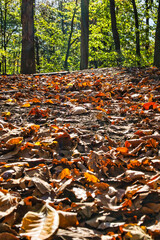 Obraz premium autumn in the forest