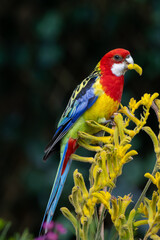 Australian parrot bird, the Eastern Rosella