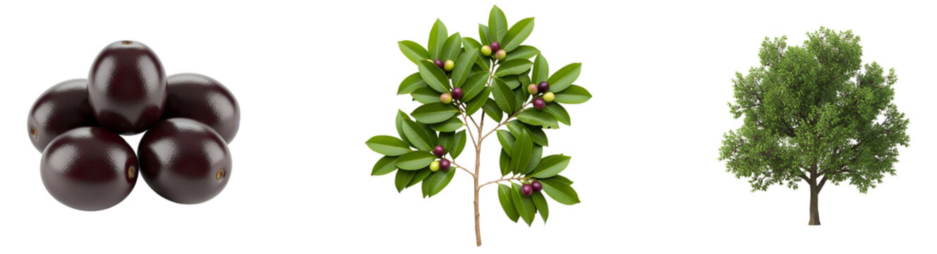 Three images showing a pile of jabuticaba fruit, a small tree, and a larger tree in the distance on transparent background