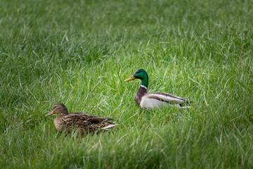 Ducks outdoors near a body of water