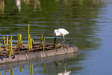 Egrets resting on floating vegetation islands in a Colombo lake, Sri Lanka