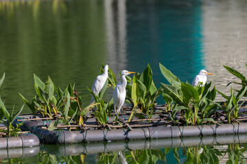 Egrets resting on floating vegetation islands in a Colombo lake, Sri Lanka