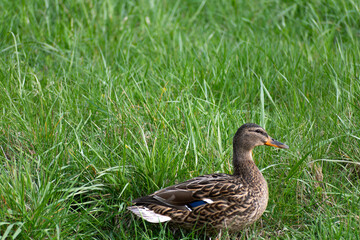 Ducks outdoors near a body of water