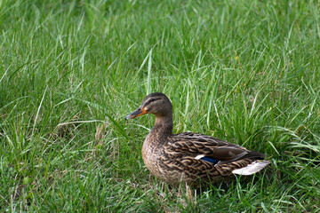 Ducks outdoors near a body of water
