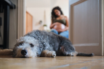 Dog relaxing on floor with pregnant woman in background