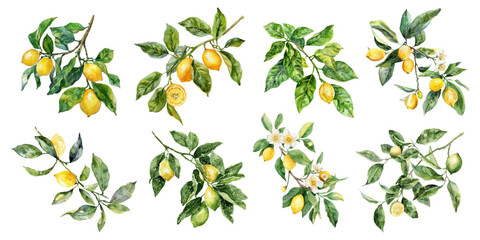 Mediterranean lemon set with Italian watercolor branches and yellow citrus. Vibrant summer collection featuring Amalfi coast motifs, perfect for branding and postcard designs.