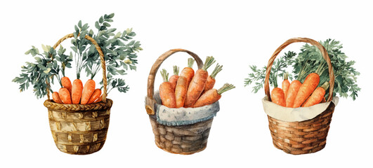 Set of baskets with watercolor carrots. Wicker rural baskets with orange carrots. Farm and village harvest. Fresh vegetable products. Vector illustration.