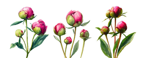 Watercolor set of peony buds. Pink peony flower buds in stages to full bloom. Spring flowers hand drawn illustration. Watercolor botanical illustration. Vector.
