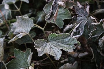 Close-up of Japanese anemone plants covered by frost in the garden. Anemone japonica on winter