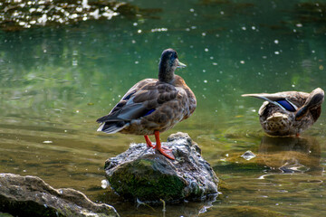Ducks outdoors near a body of water