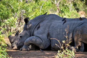 White Rhinoceros resting with Red-billed Oxpeckers in South African bushveld.