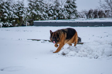 German Shepherd walking across a snowy area licking its muzzle, surrounded by a winter landscape with snow-covered trees behind
