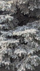 A close-up of a dense evergreen tree with silvery-blue needles illuminated by soft natural light.