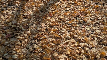 A close-up view of dry autumn leaves covering the ground, creating a natural textured background.