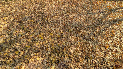 A close-up view of a carpet of fallen autumn leaves covering the ground, illuminated by warm sunlight.