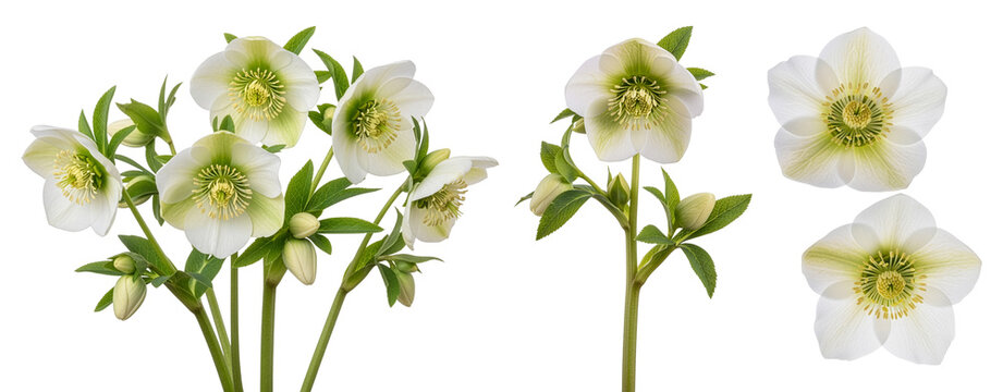White Christmas rose (Helleborus niger) flowers, buds, and green leaves isolated on transparent background.