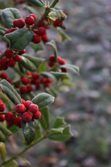 Frost on Holly branch with ripe red berries. Ilex cornuta bush in winter. Christmas or winter background with copy space