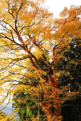 黄葉の樹木に絡む蔦紅葉