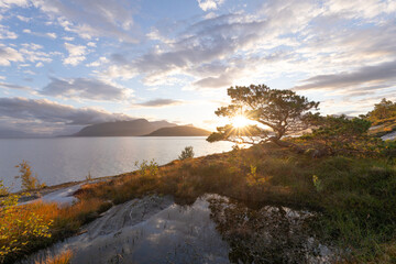 Waldkiefer mit Sonnenstern am norwegischen Fjord. Sonnenaufgang bei Bodø, Nordland, Norwegen.